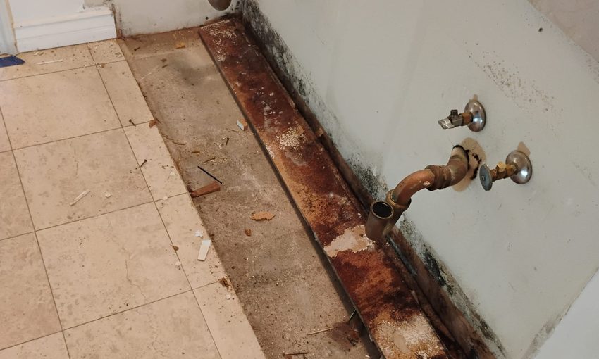 Black Mold vs. Regular Mold: What Actually Matters